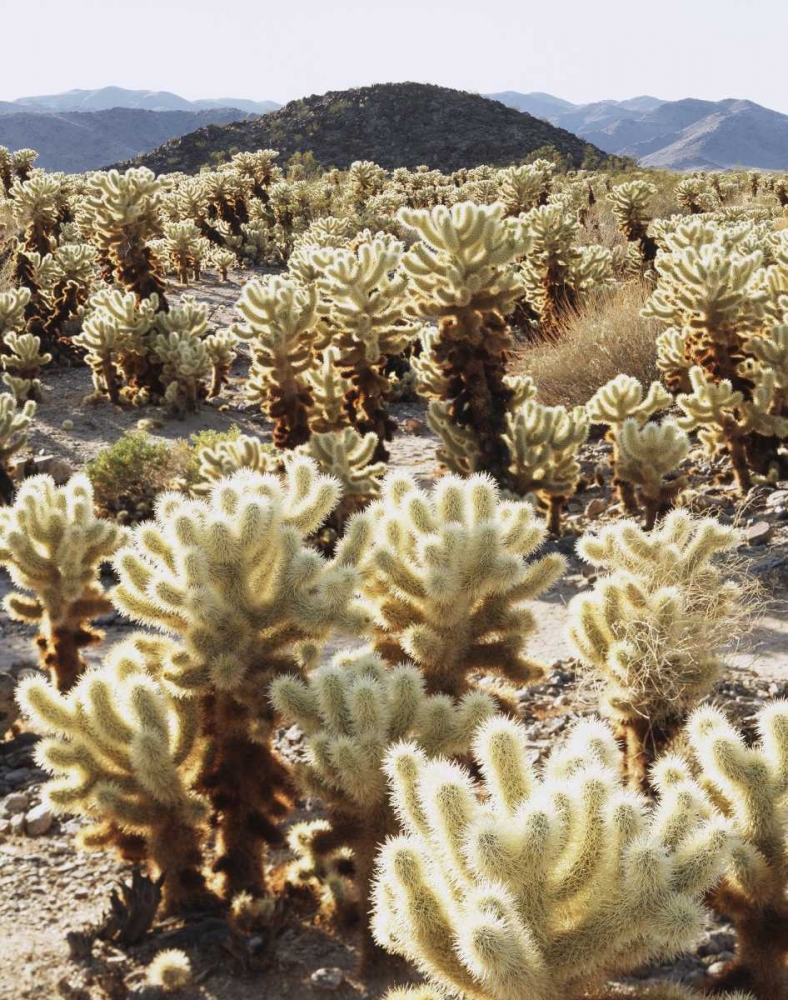CA, Joshua Tree NP Teddy Bear Cholla Cactus art print by Christopher Talbot Frank for $57.95 CAD