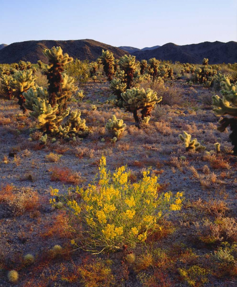 CA, Joshua Tree NP flowers and Cholla Cacti art print by Christopher Talbot Frank for $57.95 CAD