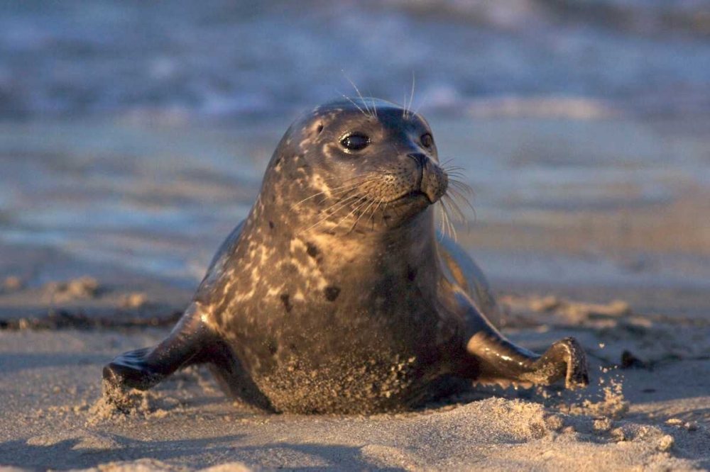 CA, La Jolla A baby seal in Childrens Pool art print by Christopher Talbot Frank for $57.95 CAD