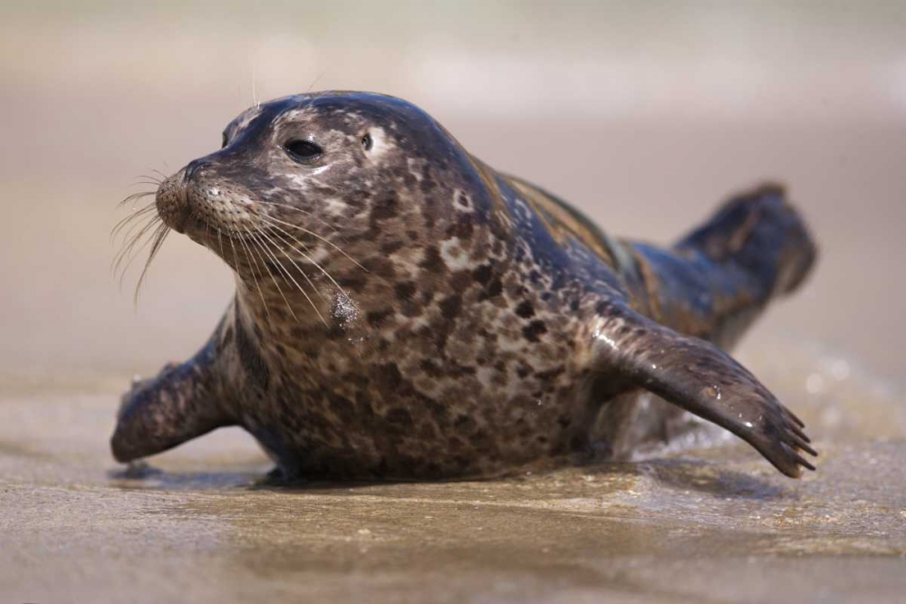 California, La Jolla A baby seal coming ashore art print by Christopher Talbot Frank for $57.95 CAD