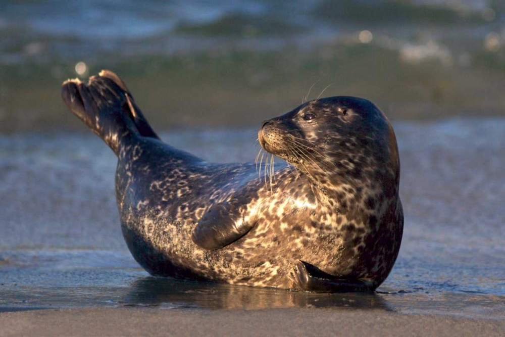 CA, La Jolla A baby seal lifting its tail art print by Christopher Talbot Frank for $57.95 CAD