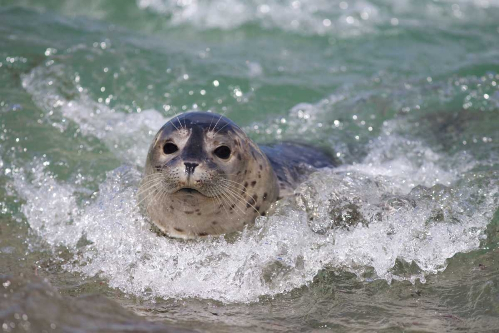 USA, California, La Jolla A baby seal surfing art print by Christopher Talbot Frank for $57.95 CAD