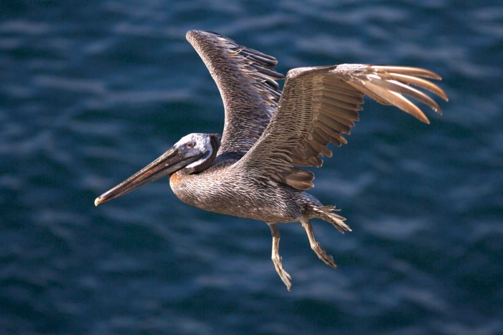 CA, La Jolla A Pelican Flying over the Coast art print by Christopher Talbot Frank for $57.95 CAD