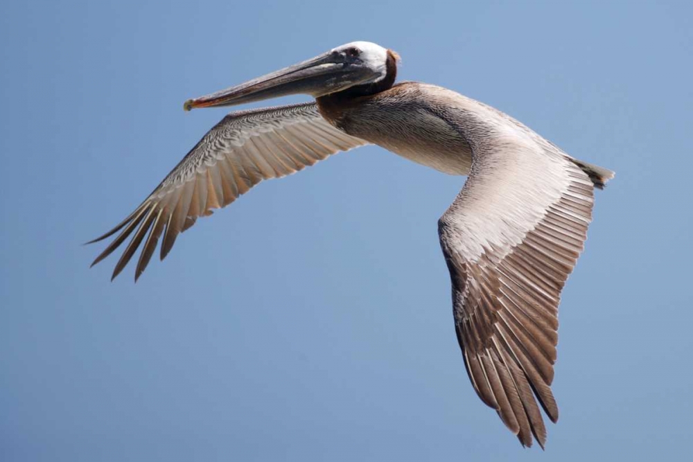 CA, La Jolla A Pelican Flying over the Coast art print by Christopher Talbot Frank for $57.95 CAD