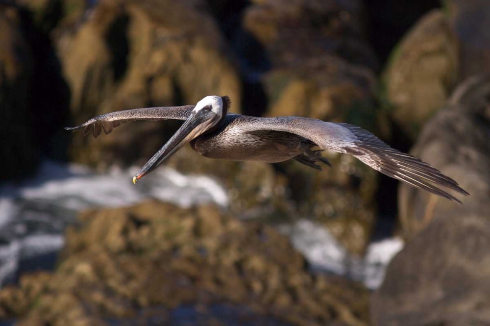 CA, La Jolla A Pelican Flying over the Coast art print by Christopher Talbot Frank for $57.95 CAD