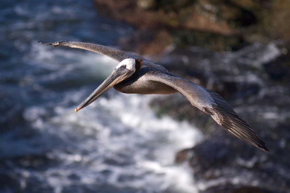 CA, La Jolla A Pelican Flying over the Coast art print by Christopher Talbot Frank for $57.95 CAD