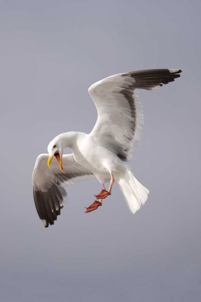 CA, La Jolla A Pelican Flying over the Coast art print by Christopher Talbot Frank for $57.95 CAD