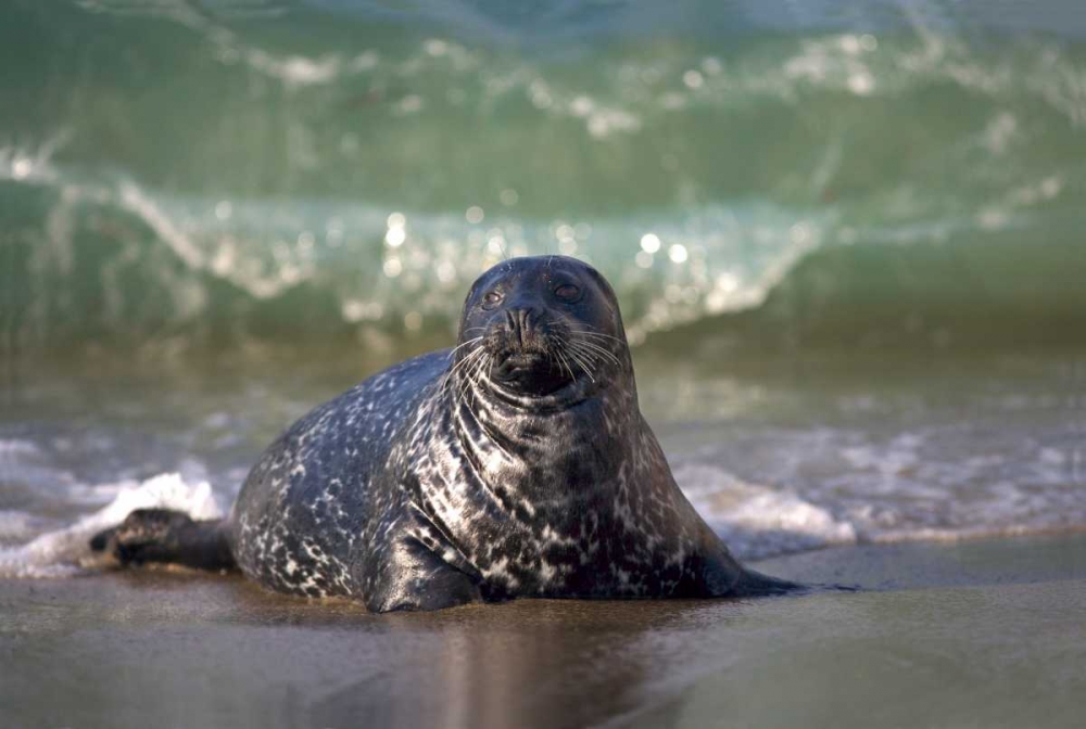 CA, La Jolla A seal coming ashore on the coast art print by Christopher Talbot Frank for $57.95 CAD