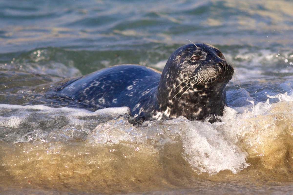CA, La Jolla A seal coming ashore on the coast art print by Christopher Talbot Frank for $57.95 CAD