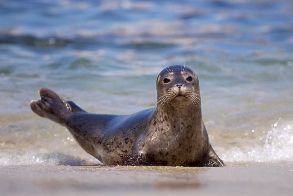 CA, La Jolla A seal on a beach along the Coast art print by Christopher Talbot Frank for $57.95 CAD