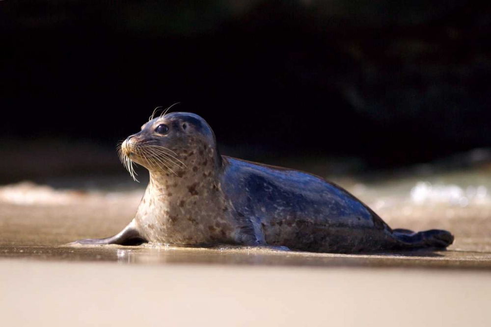 CA, La Jolla A seal on a beach along the Coast art print by Christopher Talbot Frank for $57.95 CAD
