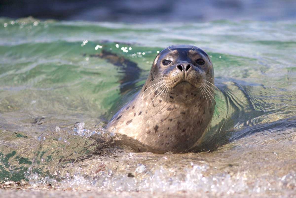 CA, La Jolla A seal swimming along the Coast art print by Christopher Talbot Frank for $57.95 CAD