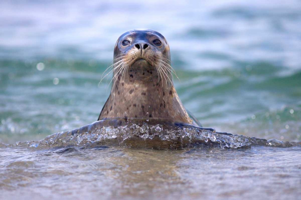 CA, La Jolla A seal swimming along the Coast art print by Christopher Talbot Frank for $57.95 CAD