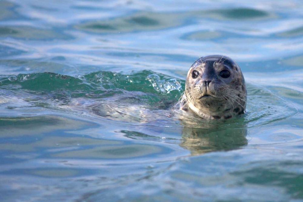 CA, La Jolla A seal swimming along the Coast art print by Christopher Talbot Frank for $57.95 CAD