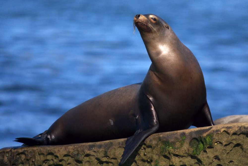 USA, California, La Jolla A seal art print by Christopher Talbot Frank for $57.95 CAD