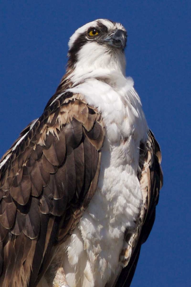 USA, California, La Jolla Rare Osprey art print by Christopher Talbot Frank for $57.95 CAD