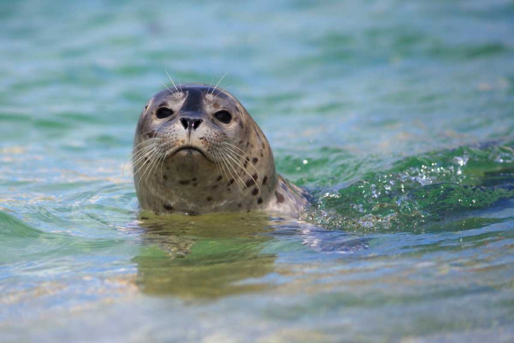 California, La Jolla Swimming with a baby seal art print by Christopher Talbot Frank for $57.95 CAD