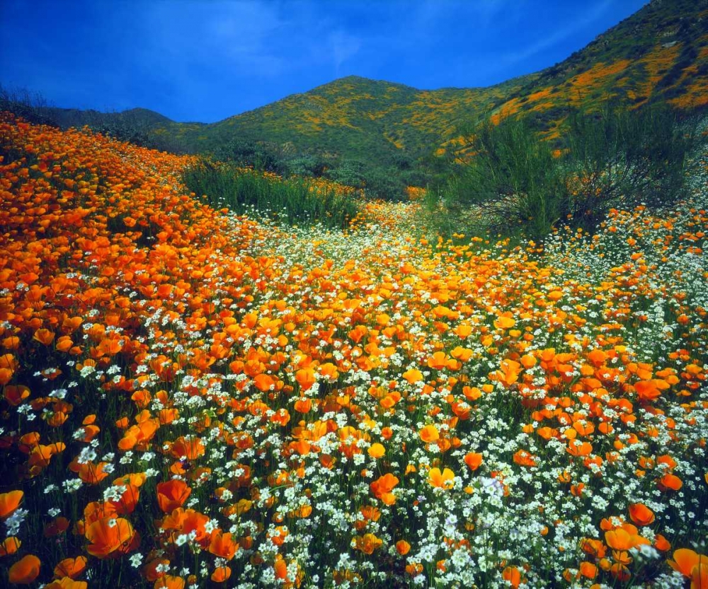 CA, Lake Elsinore Flowers covering a hillside art print by Christopher Talbot Frank for $57.95 CAD
