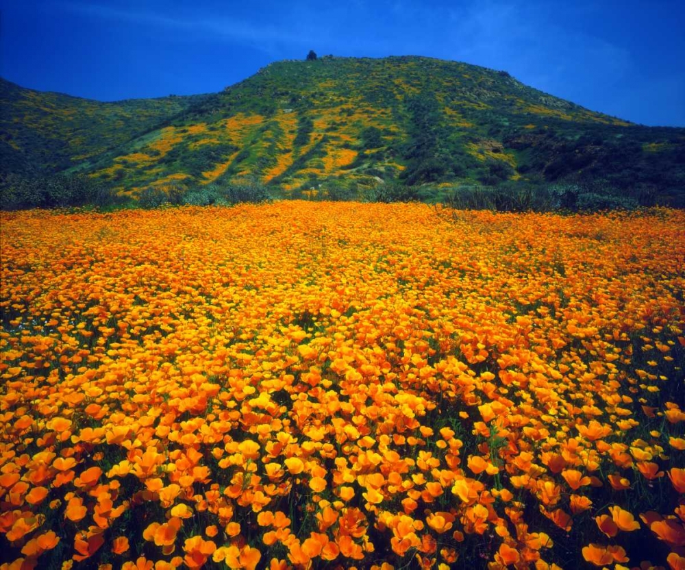 California, Lake Elsinore California poppies art print by Christopher Talbot Frank for $57.95 CAD
