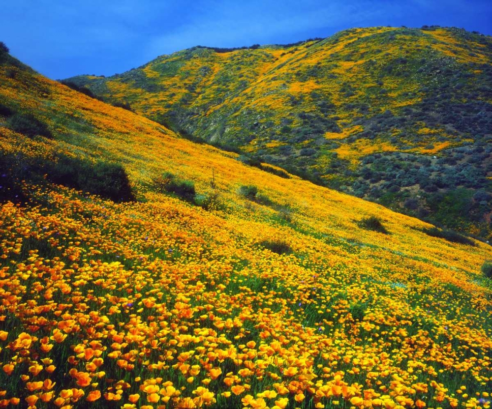 California, Lake Elsinore California poppies art print by Christopher Talbot Frank for $57.95 CAD