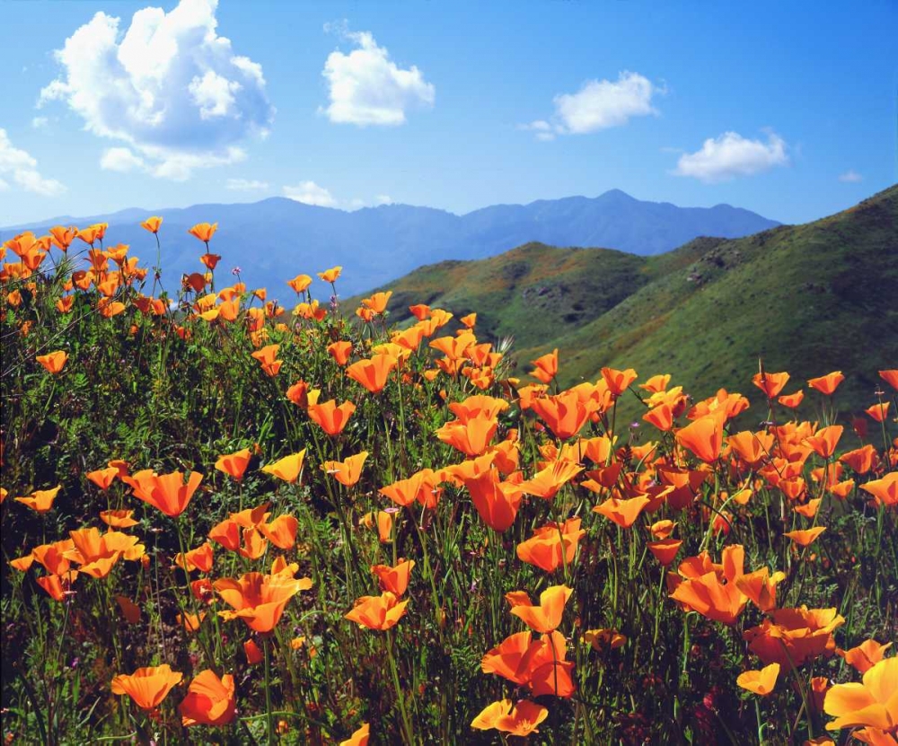 California, Lake Elsinore California poppies art print by Christopher Talbot Frank for $57.95 CAD