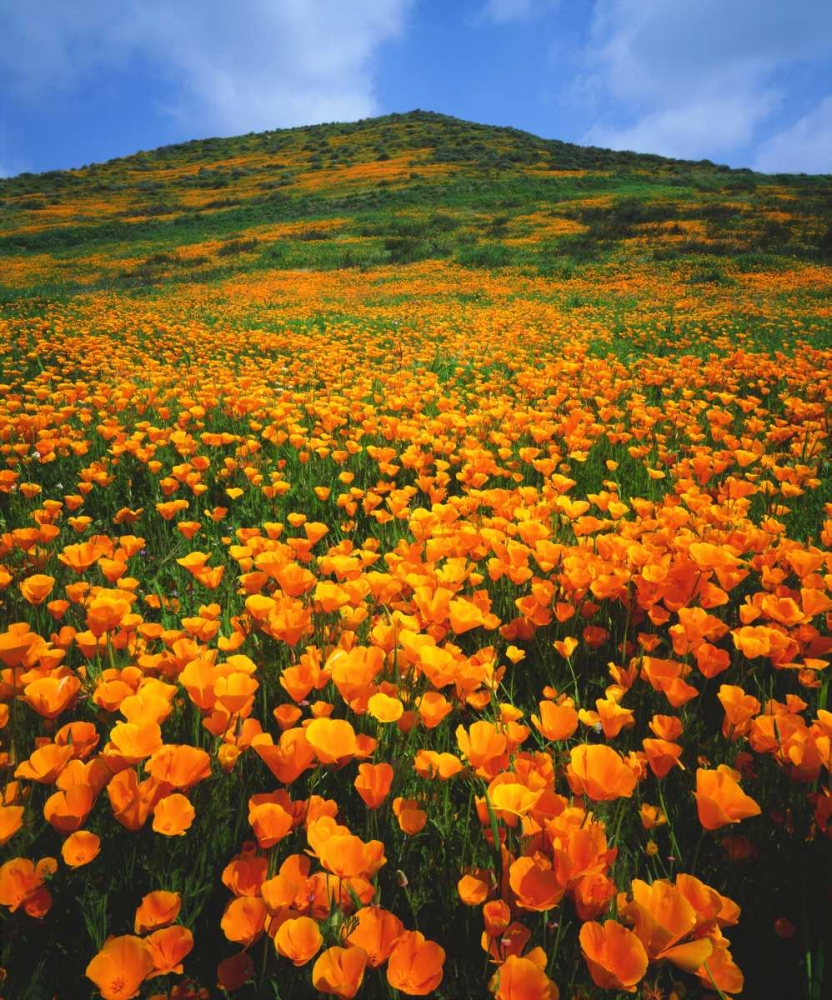 California, Lake Elsinore California poppies art print by Christopher Talbot Frank for $57.95 CAD