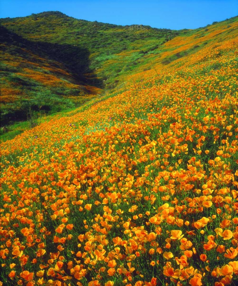 California, Lake Elsinore California poppies art print by Christopher Talbot Frank for $57.95 CAD
