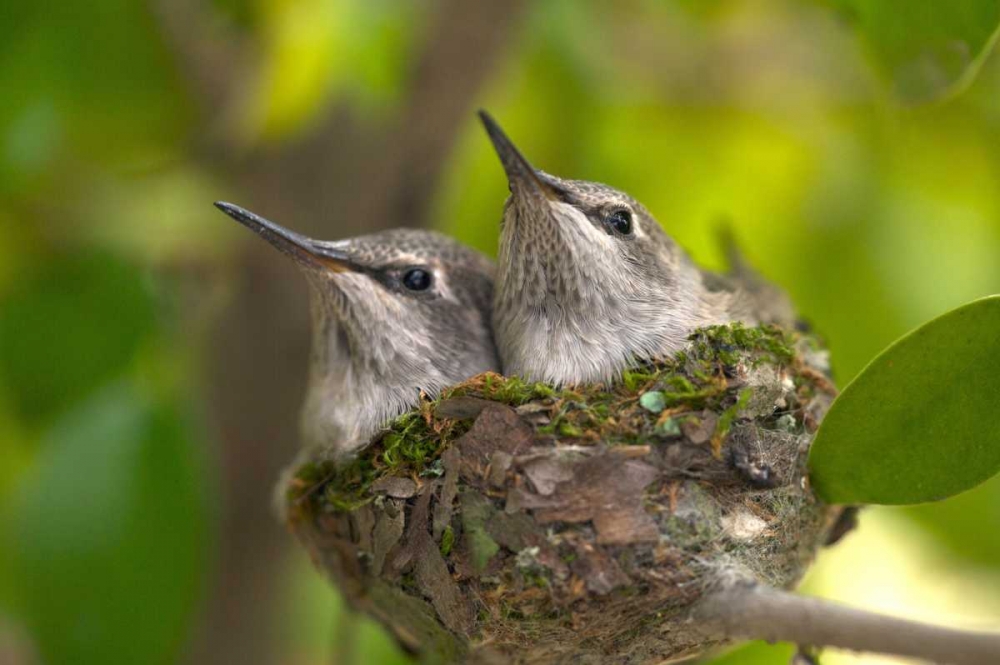 USA, California, Lakeside, Baby hummingbirds art print by Christopher Talbot Frank for $57.95 CAD
