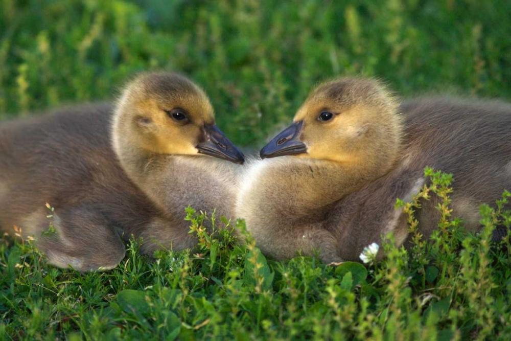 CA, Lakeside, Canada Goslings that form a heart art print by Christopher Talbot Frank for $57.95 CAD