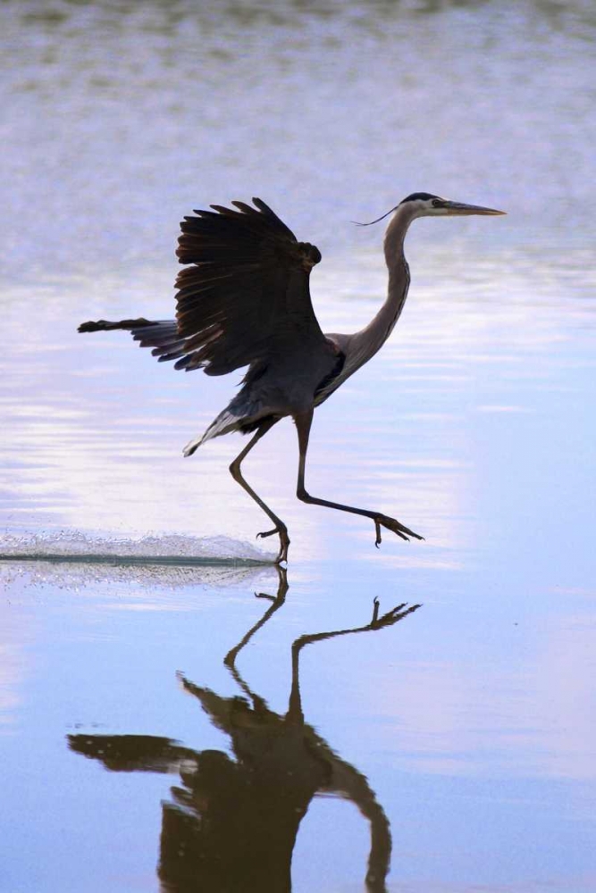 California, Lakeside, Great Blue Heron Landing art print by Christopher Talbot Frank for $57.95 CAD