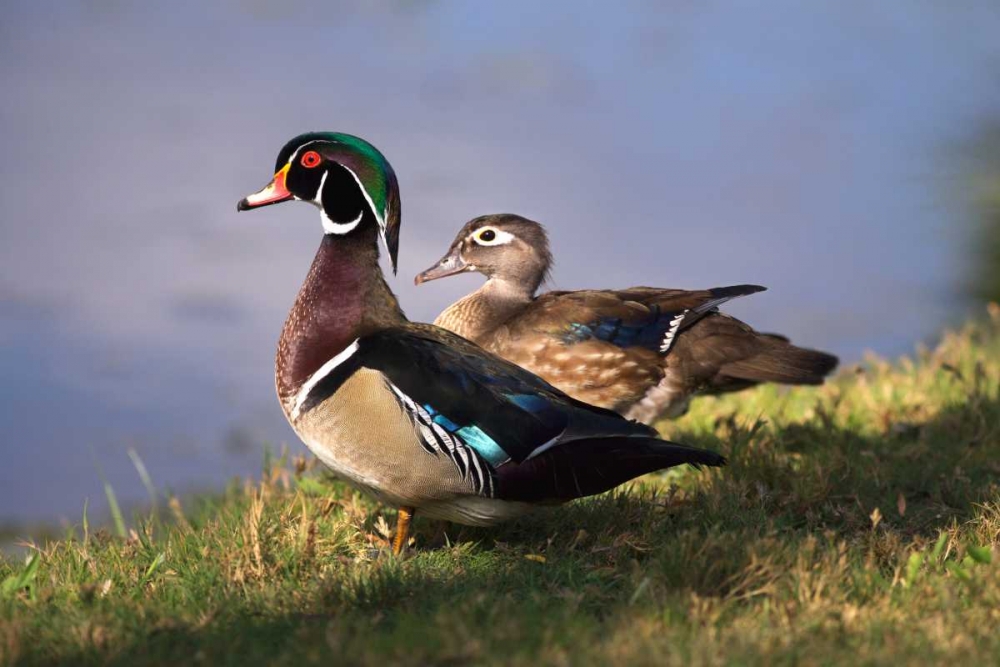 USA, California, Lakeside, Wood Duck art print by Christopher Talbot Frank for $57.95 CAD