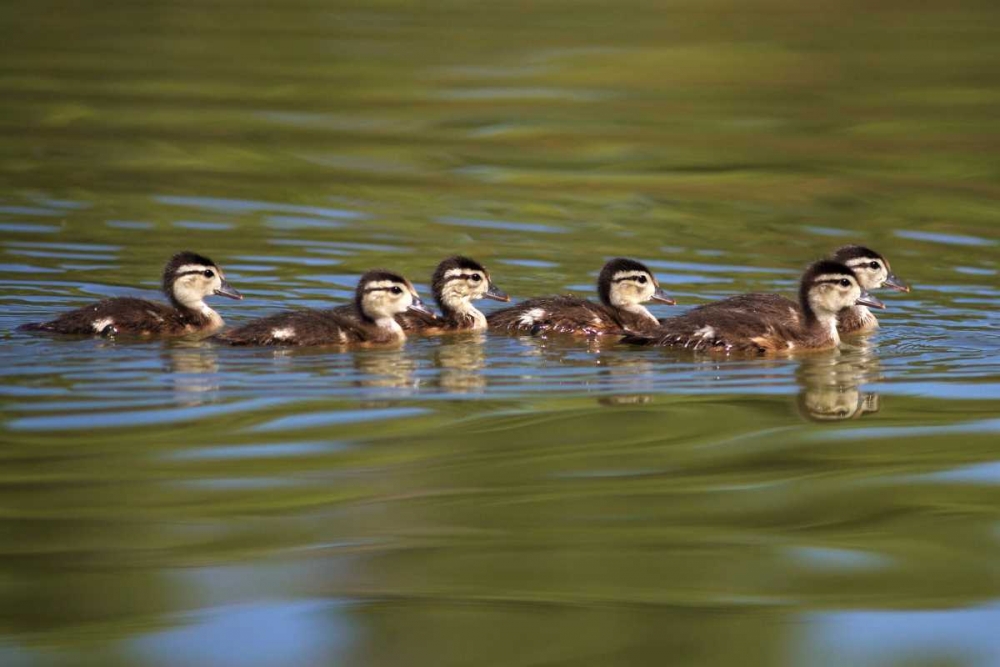 California Wood Ducklings on Lindo Lake art print by Christopher Talbot Frank for $57.95 CAD