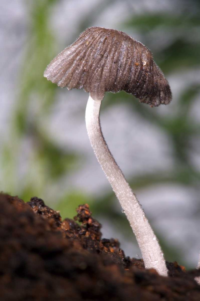 USA, California, San Diego, A Mushroom art print by Christopher Talbot Frank for $57.95 CAD