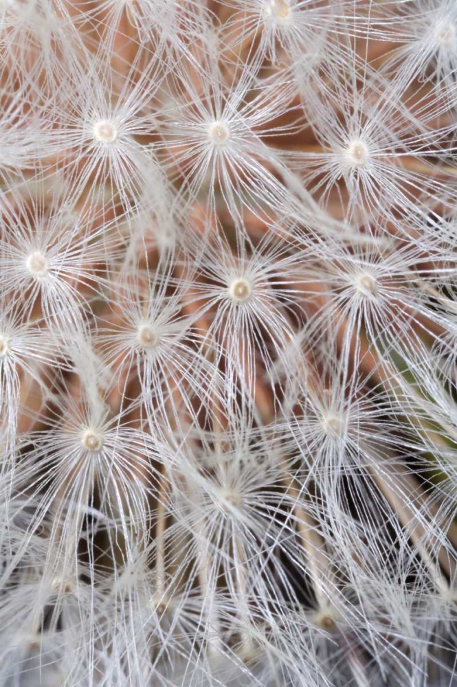 California, San Diego, Close-up of a dandelion art print by Christopher Talbot Frank for $57.95 CAD