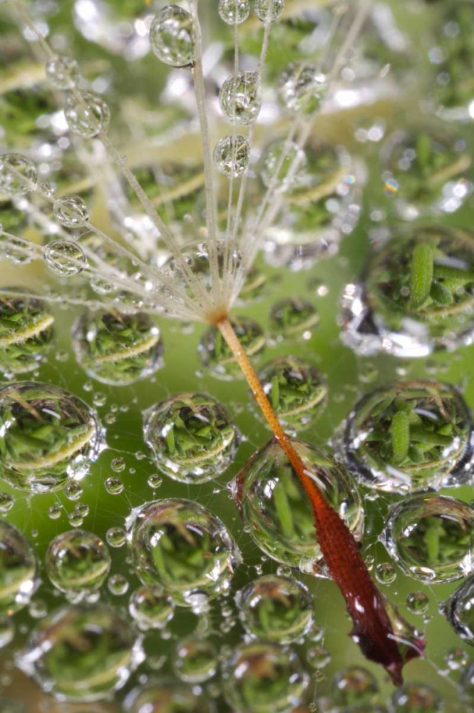 CA, San Diego, Dandelion on a Spider Web art print by Christopher Talbot Frank for $57.95 CAD