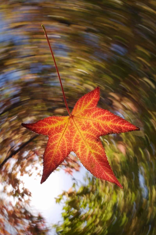 CA, San Diego, Falling Leaf from a tree in autumn art print by Christopher Talbot Frank for $57.95 CAD