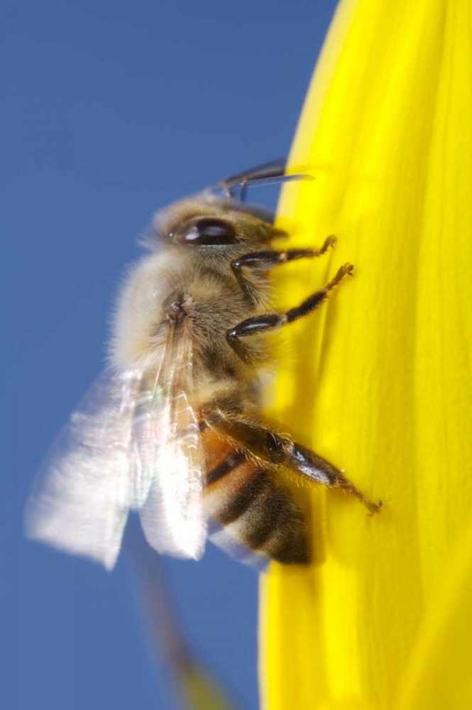 USA, California, San Diego, Honey Bee taking off art print by Christopher Talbot Frank for $57.95 CAD