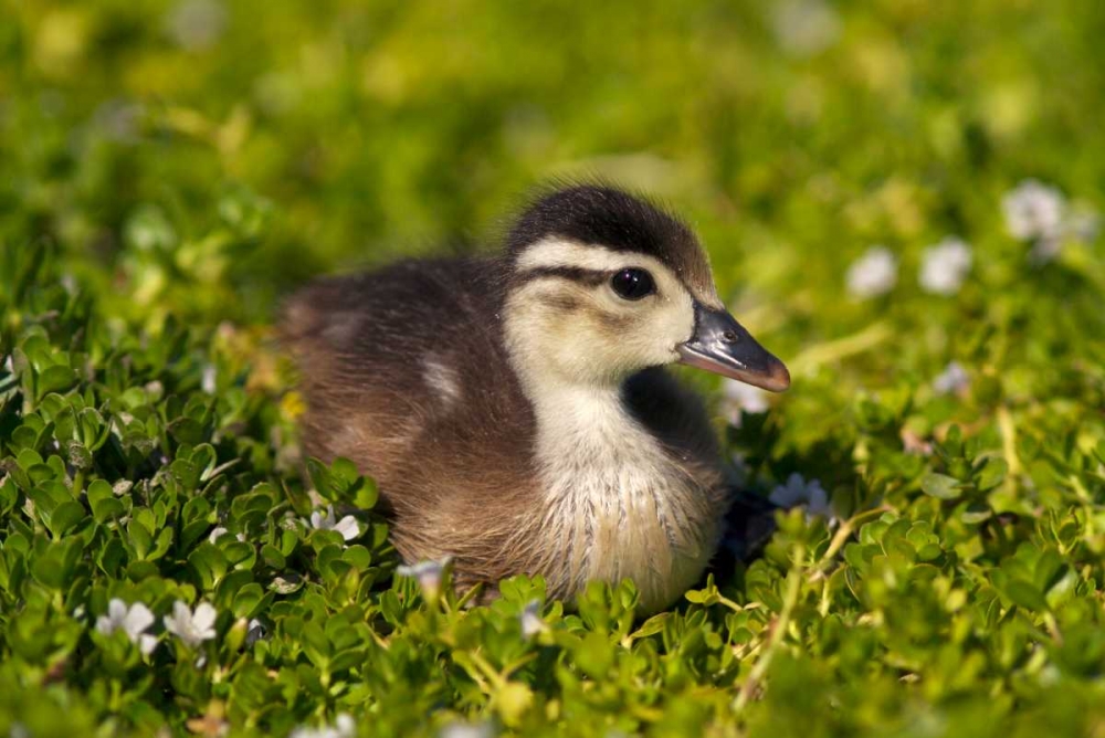 CA, San Diego, Wood duckling on the shoreline art print by Christopher Talbot Frank for $57.95 CAD