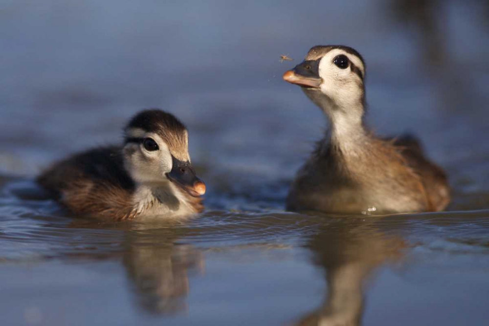 CA, San Diego, Wood ducklings on Lindo Lake art print by Christopher Talbot Frank for $57.95 CAD
