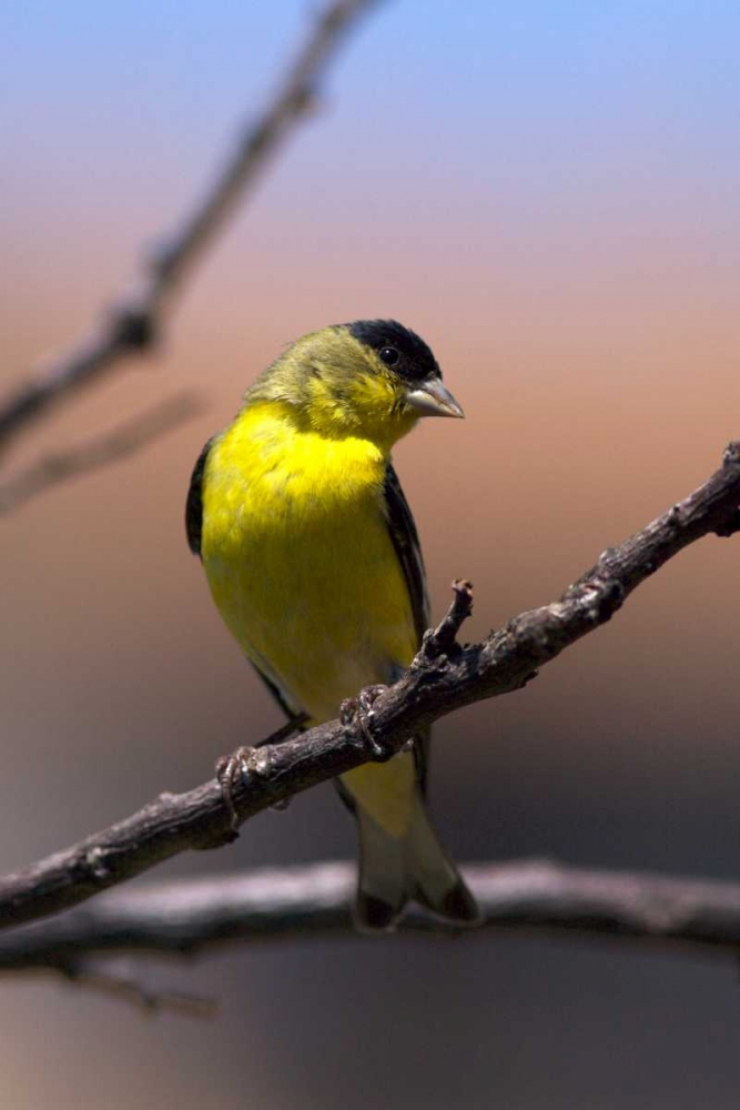 California, San Diego, Lakeside A Yellow Finch art print by Christopher Talbot Frank for $57.95 CAD
