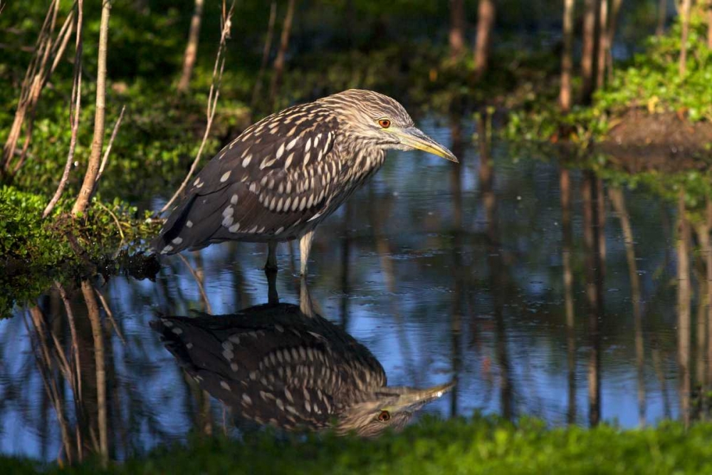 CA, San Diego Black-Crowned Night-Heron art print by Christopher Talbot Frank for $57.95 CAD