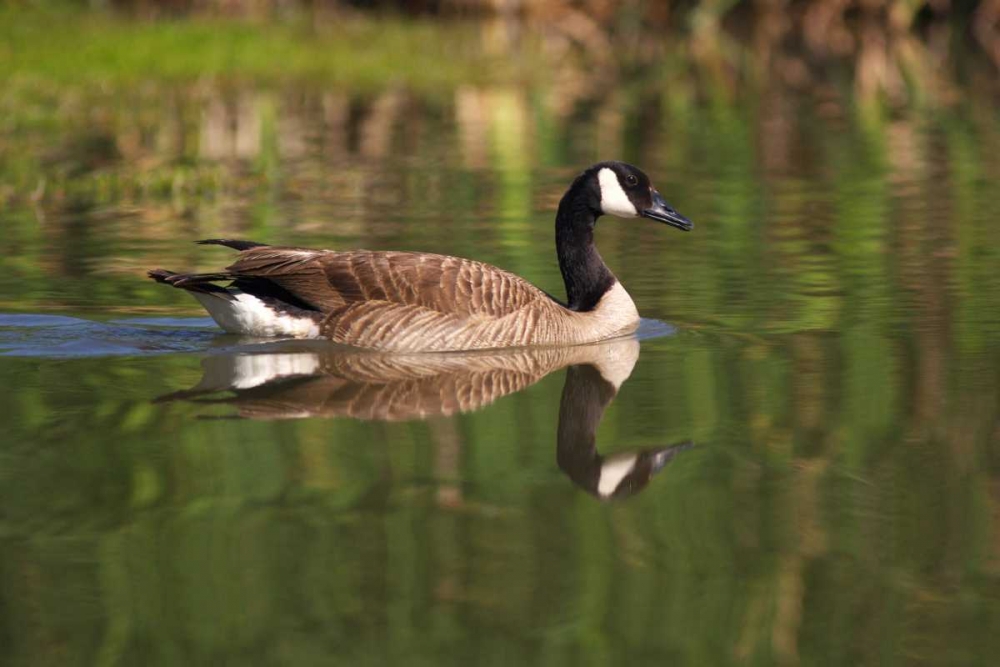 California, San Diego, Lakeside Canada Goose art print by Christopher Talbot Frank for $57.95 CAD