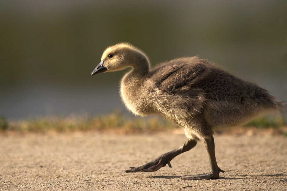 California, San Diego, Lakeside Canada Gosling art print by Christopher Talbot Frank for $57.95 CAD
