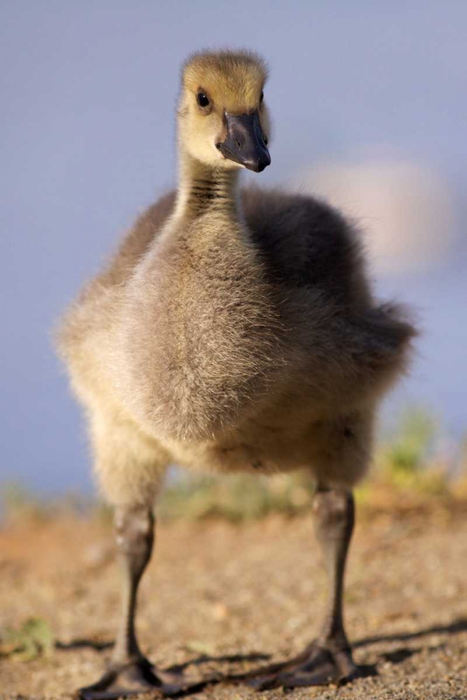 California, San Diego, Lakeside Canada Gosling art print by Christopher Talbot Frank for $57.95 CAD
