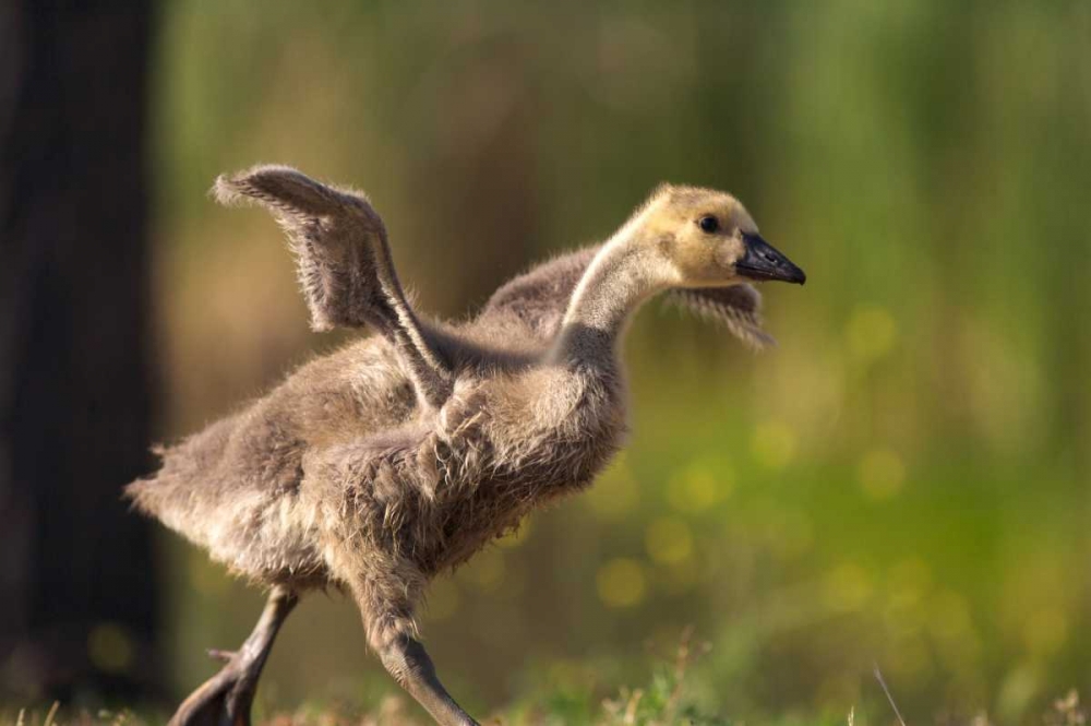 California, San Diego, Lakeside Canada Gosling art print by Christopher Talbot Frank for $57.95 CAD