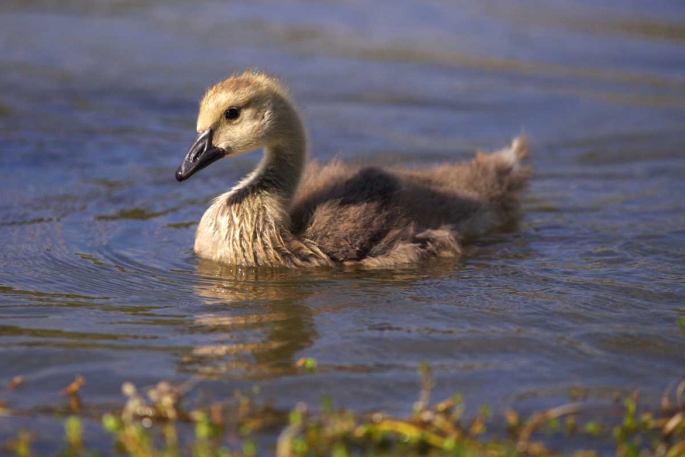 California, San Diego, Lakeside Canada Gosling art print by Christopher Talbot Frank for $57.95 CAD
