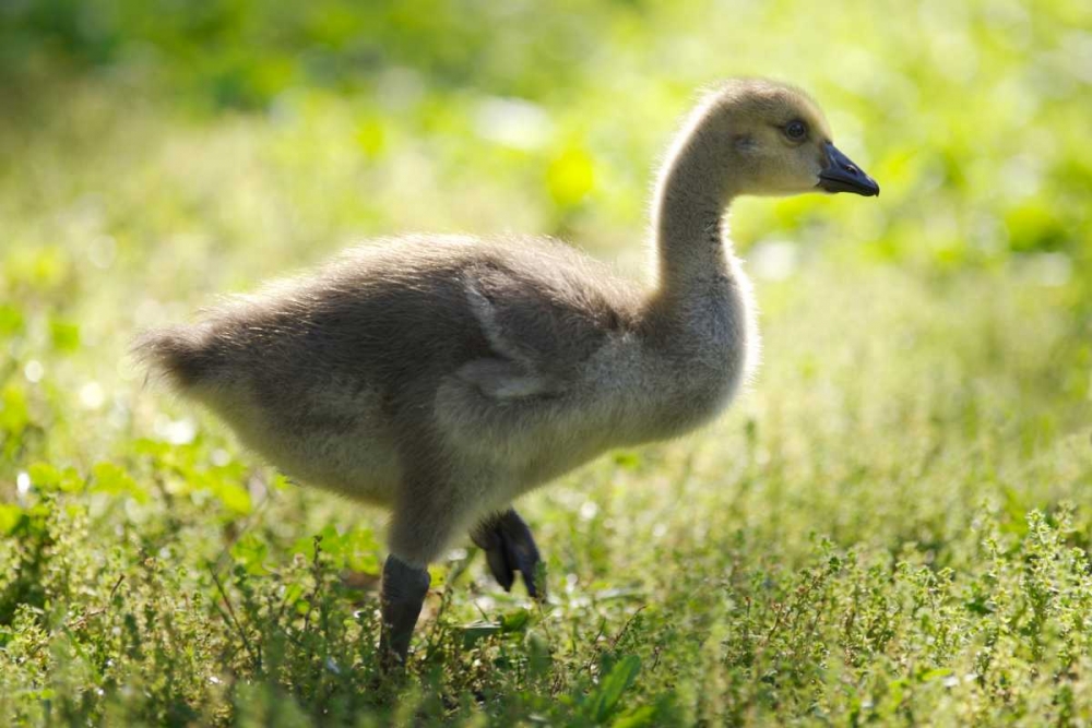 California, San Diego, Lakeside Canada Gosling art print by Christopher Talbot Frank for $57.95 CAD