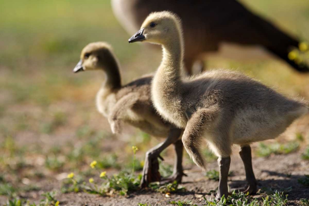 CA, San Diego, Close up of Canada Goslings art print by Christopher Talbot Frank for $57.95 CAD
