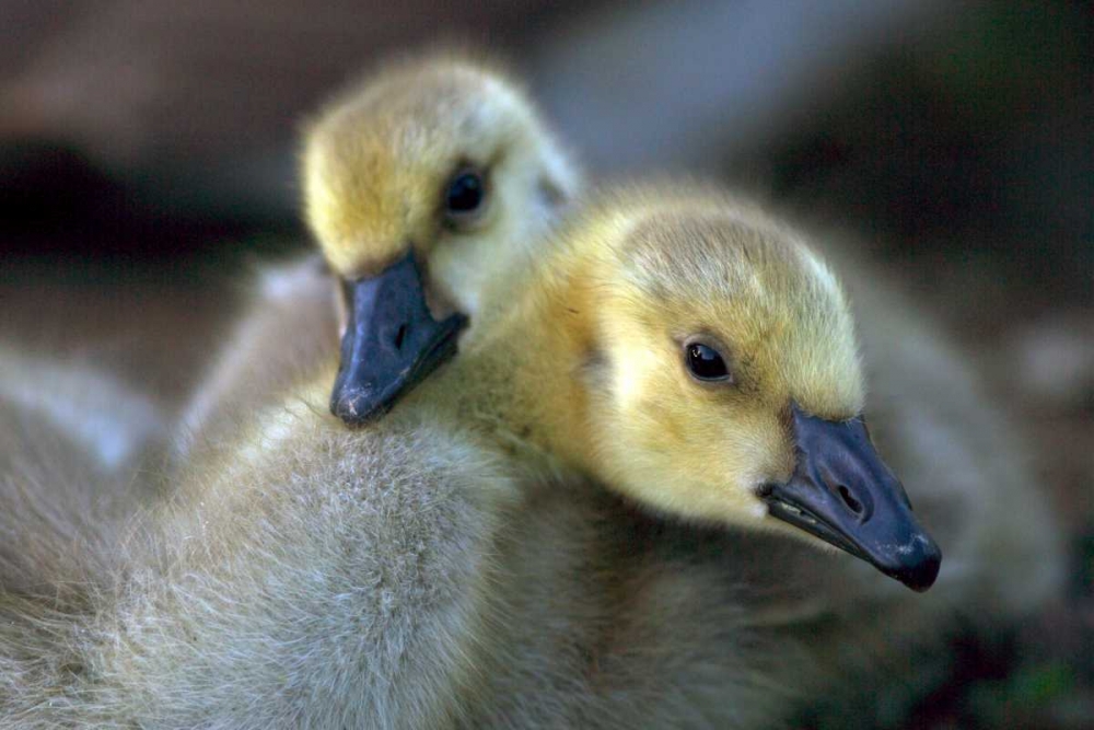 California, San Diego, Lakeside Canada Goslings art print by Christopher Talbot Frank for $57.95 CAD