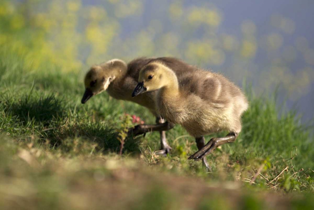 California, San Diego, Lakeside Canada Goslings art print by Christopher Talbot Frank for $57.95 CAD